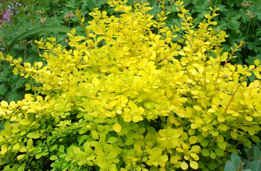 Jaapani kukerpuu/berberis ‘Golden Carpet’ (kollane kukerpuu)