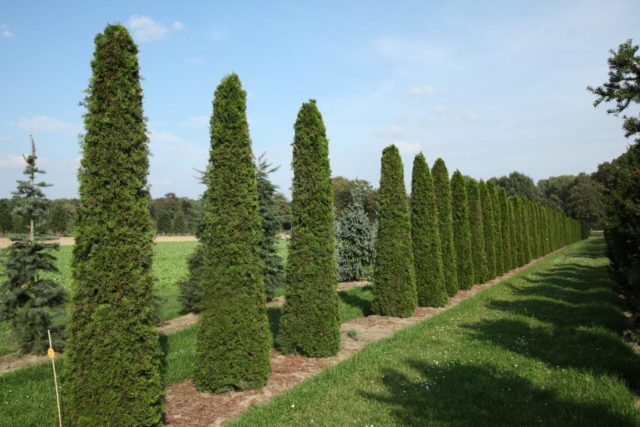Harilik elupuu "Columna" 3L pott, 60cm