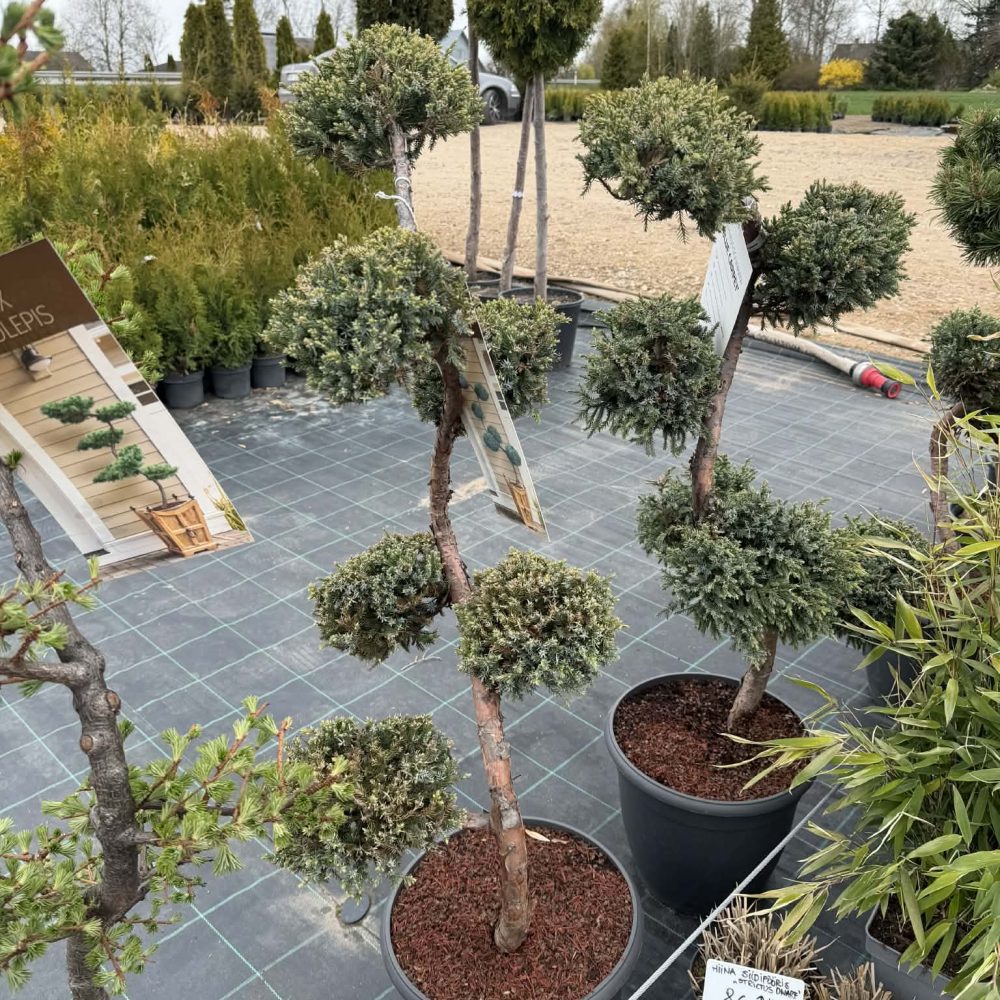 Bonsai Kadakas "Holger" 100cm