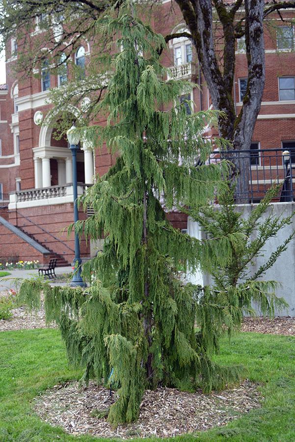 Palgisalu-puukool - Ebaküpress "Pendula" 180-200cm