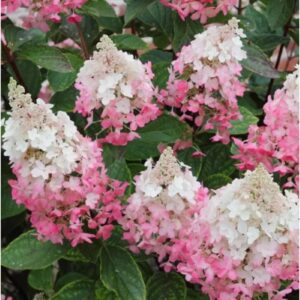 poogitud hortensia Pinky Winky valged ja roosad kahevärvilised õied tüvel aias