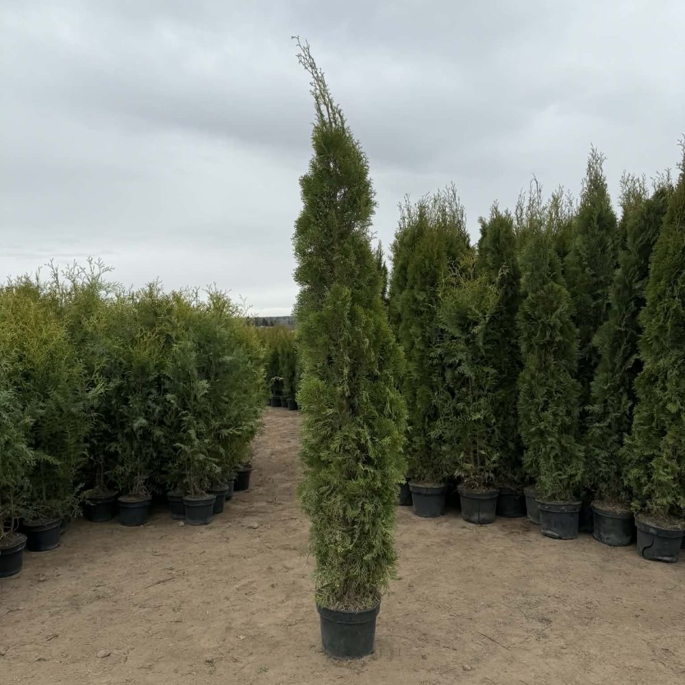 Smaragd elupuu, 180-220cm, 10L pott