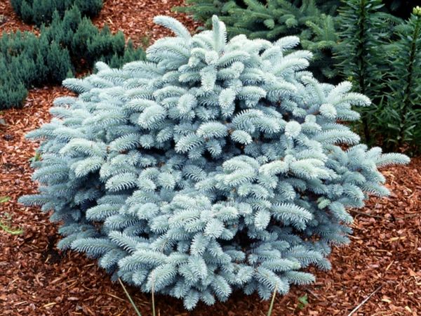 Palgisalu-puukool - torkav kuusk "Glauca globosa" Co10