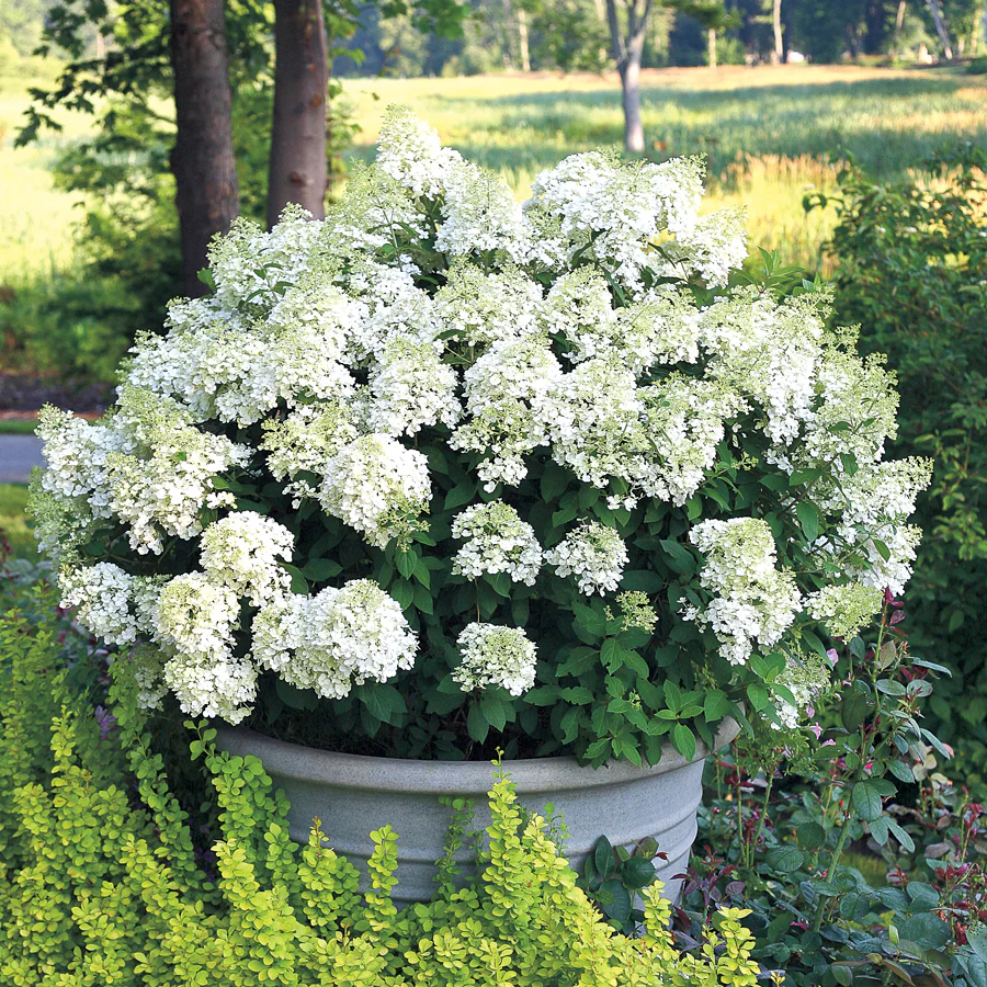 Hortensia "Bobo" 5L pott