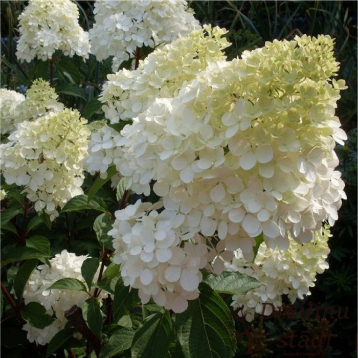 poogitud hortensia Candlelight kreemikad kollakad roosakad õied tüvel aias tartu