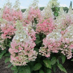 aedhortensia Confetti valged roosad punakad õied dekoratiivne hortensia aias