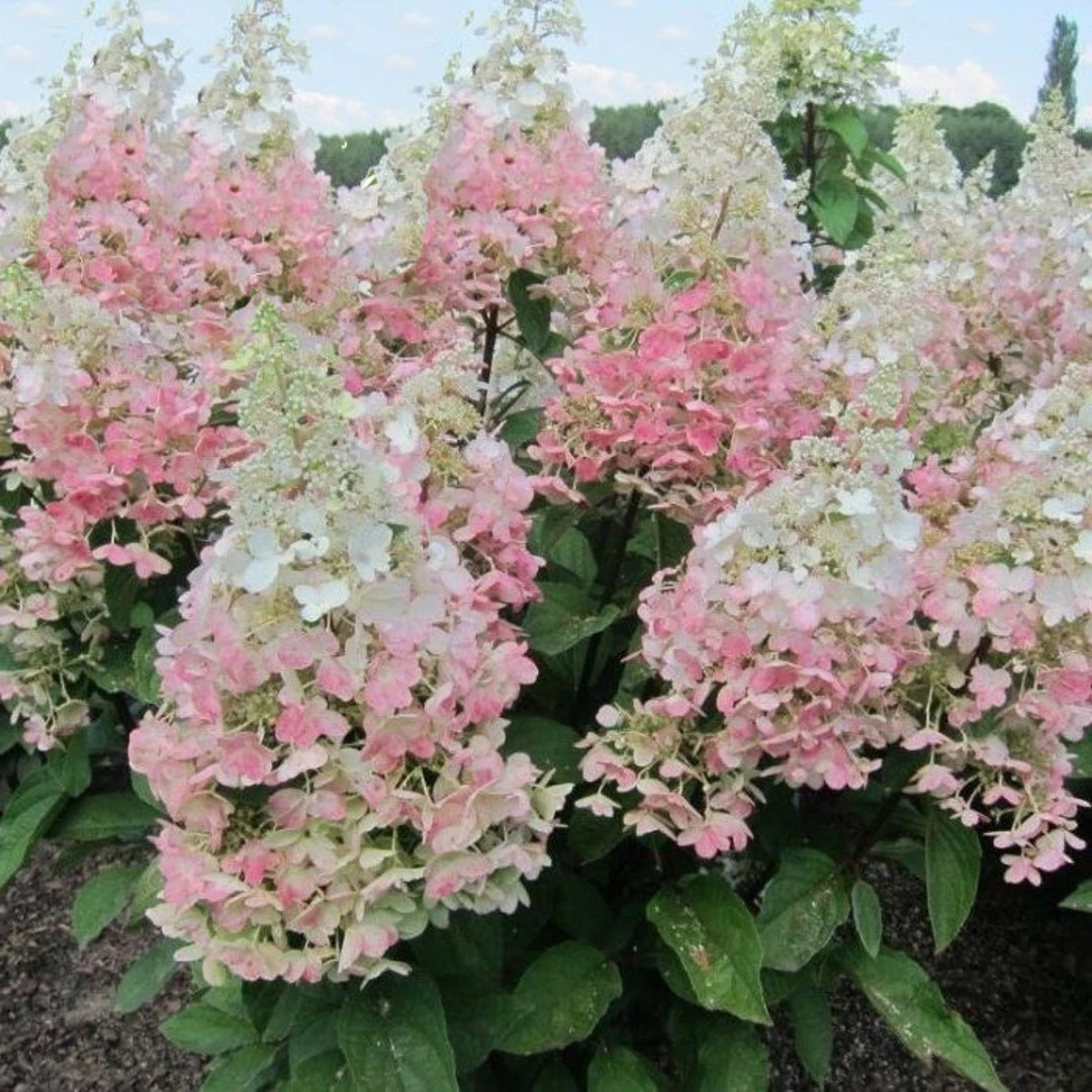 aedhortensia Confetti valged roosad punakad õied dekoratiivne hortensia aias