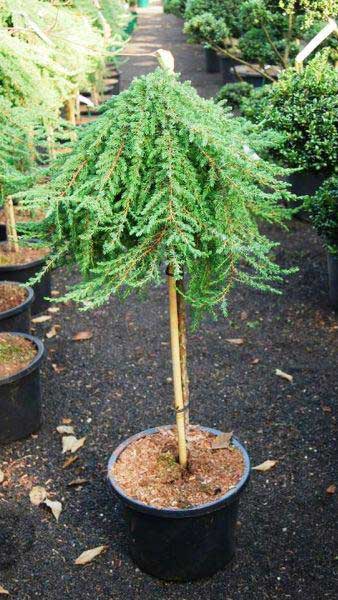 Poogitud kadakas "Green Mantle" 10L pott