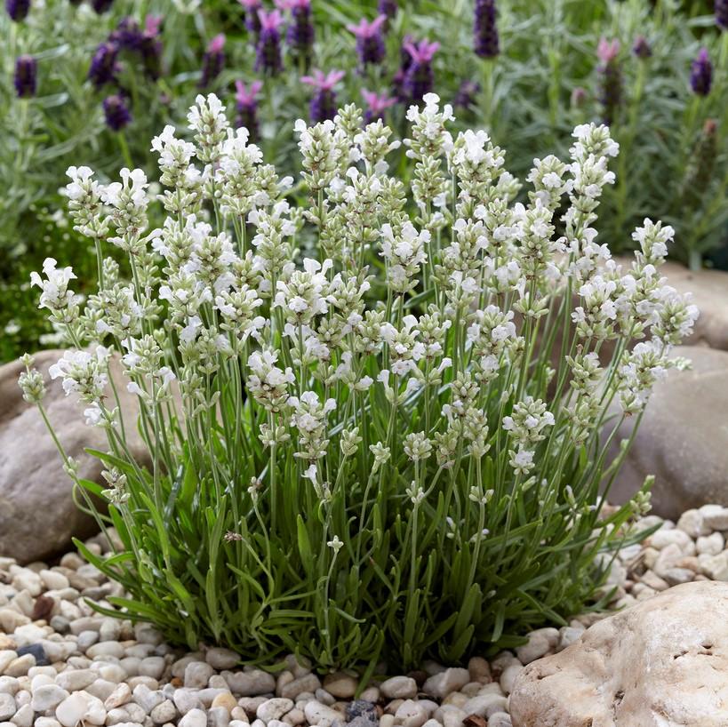 Palgisalu-puukool - Lavendel "Arctic Snow" 2L pott