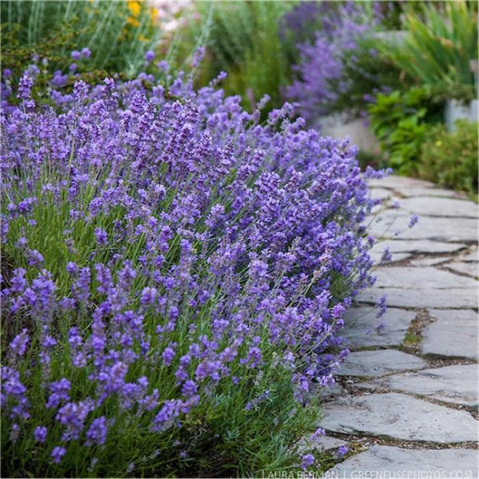 Lavendel "Munstead" 2L pott