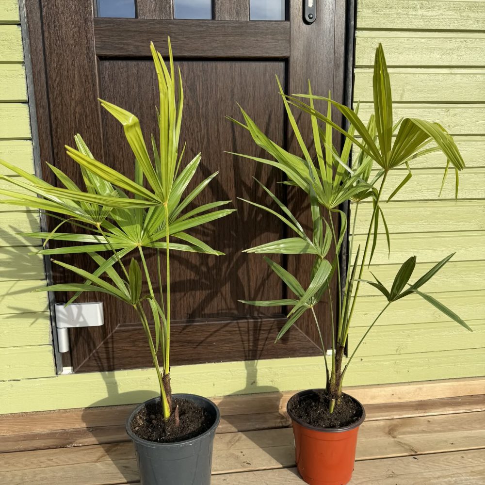 Külmakindel palm Trachycarpus fortunei, 3L pott, 60cm