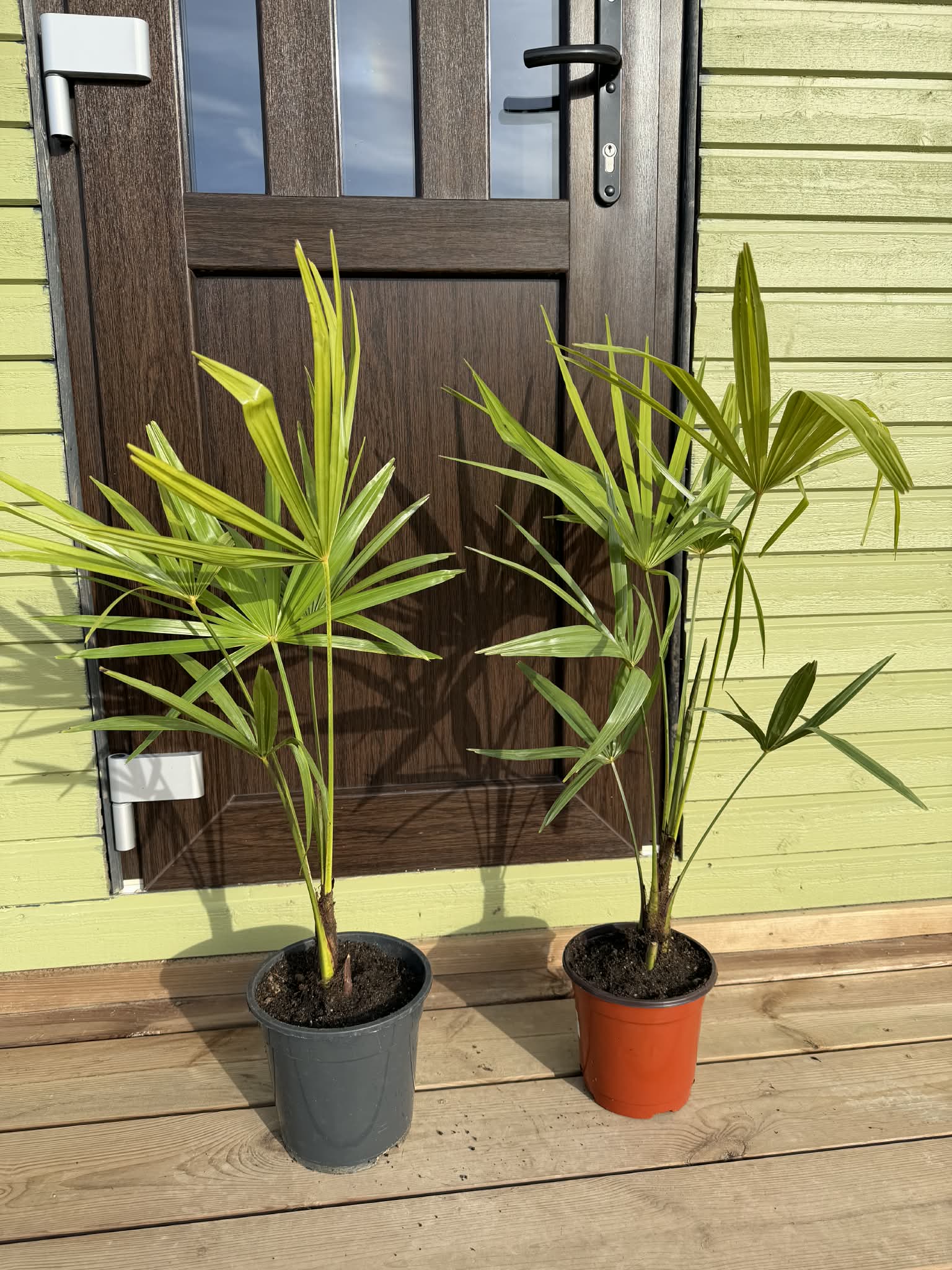 Palgisalu-puukool - Külmakindel palm Trachycarpus fortunei, 3L pott, 60cm