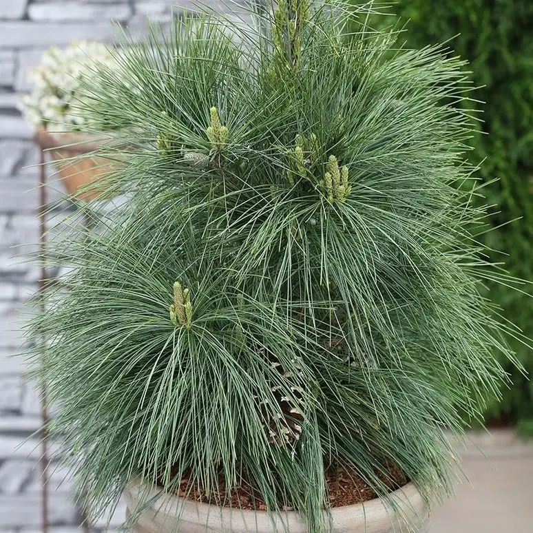 Palgisalu-puukool - Schwerini mänd "Wiethorst" 5L pott