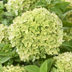 aedhortensia Little Apple kompaktne hortensia rohekad valged õied