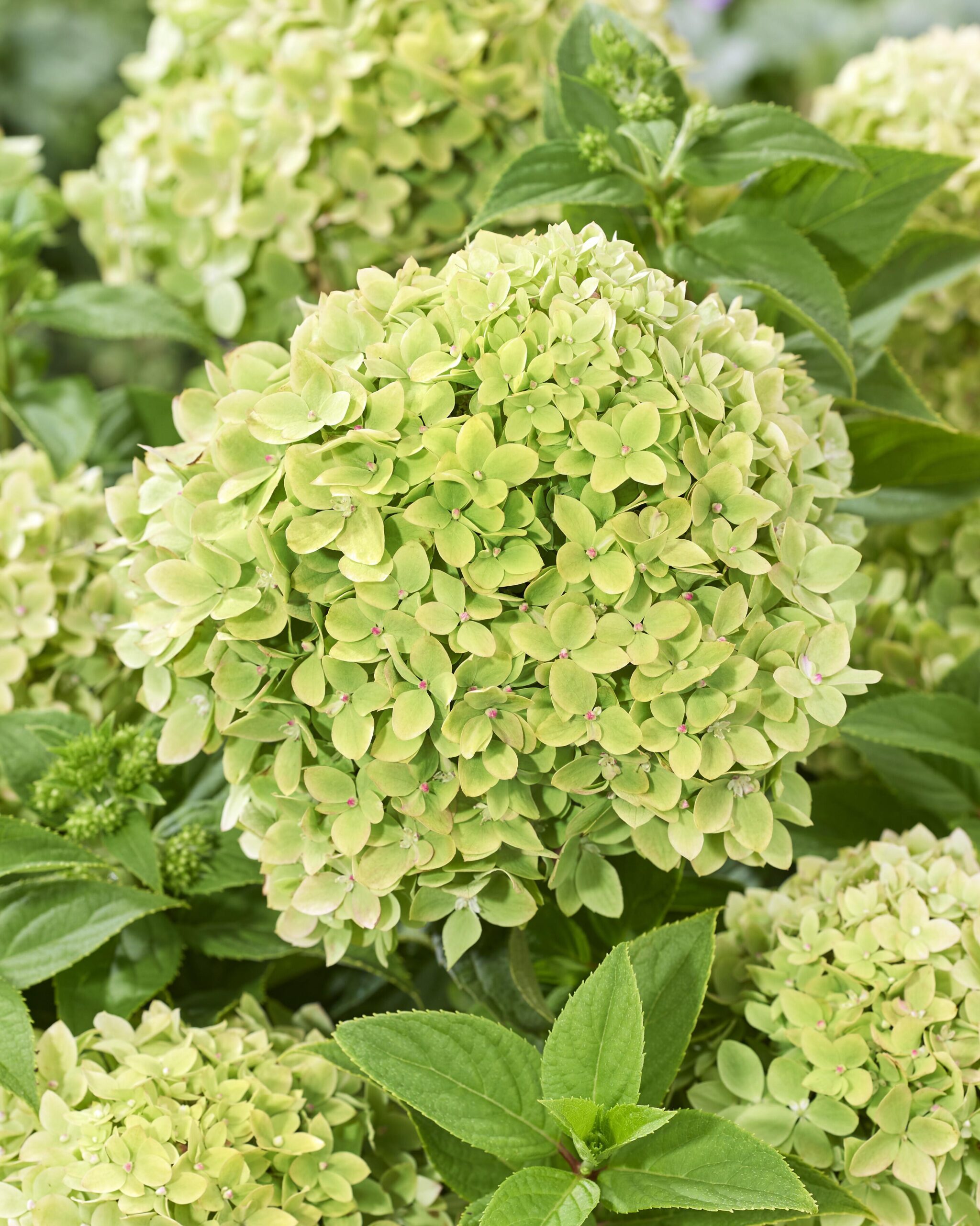 aedhortensia Little Apple kompaktne hortensia rohekad valged õied