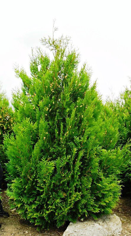 Harilik elupuu "Kornik" 3L pott, 70-80cm