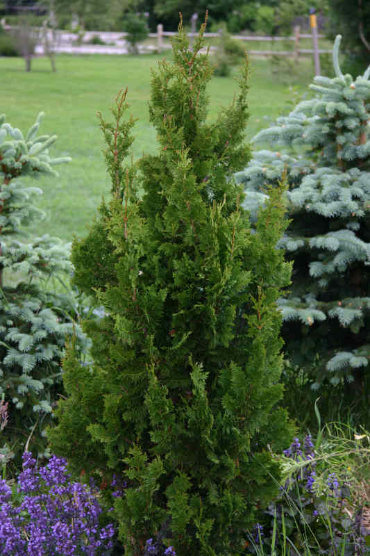 Harilik elupuu "Spiralis" 5L pott, 100cm