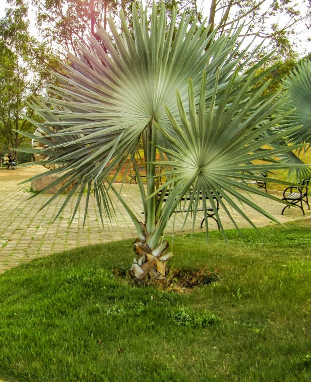 Palgisalu-puukool - Külmakindel palm Trachycarpus fortunei, 3L pott, 60cm