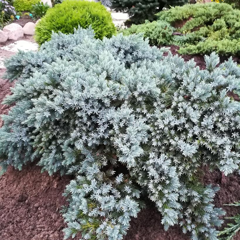 Kirju kadakas "Blue Star" 5L pott