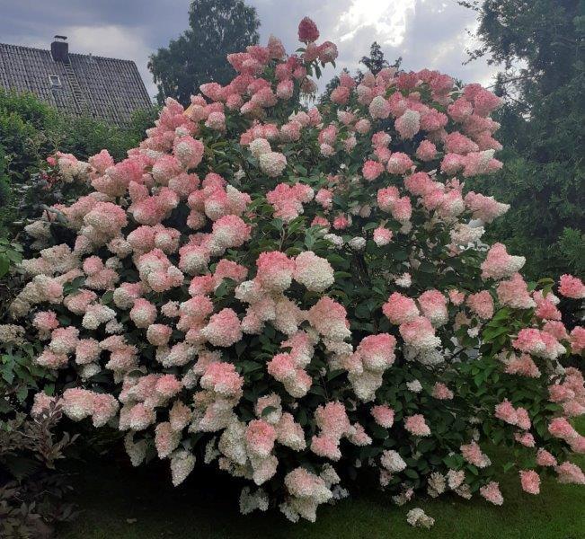 Hortensia "Vanille Fraise" 3L