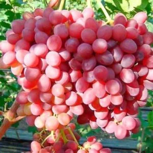 Viinapuu "Einset Seedless" 3L pott, 60-70cm