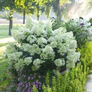 poogitud hortensia Bobo valged roosakad õied kompaktne tüvel hortensia aias