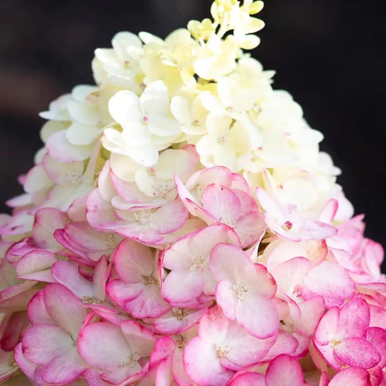 aedhortensia Colourful Cocktail mitmevärvilised roosad punakad õied aias Tartus