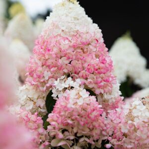 aedhortensia Strawberry Blossom roosad õied valgest roosaks muutuv hortensia