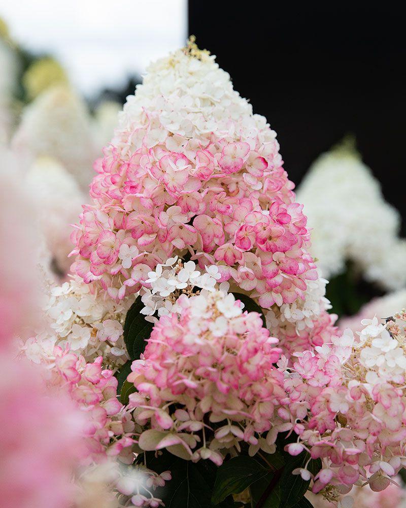 aedhortensia Strawberry Blossom roosad õied valgest roosaks muutuv hortensia