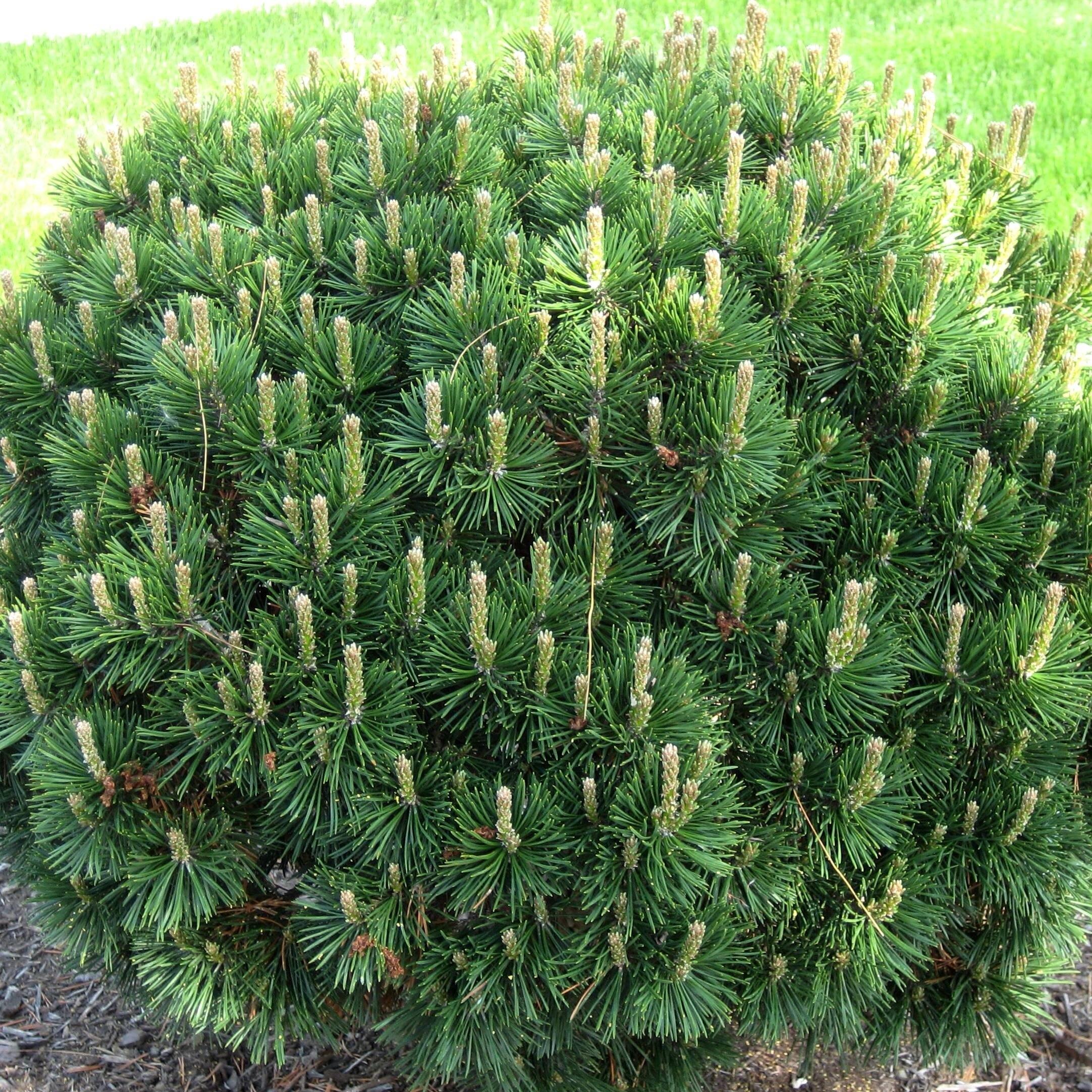 Palgisalu-puukool - Kääbus mägimänd "Gnom" 5L pott, 35cm