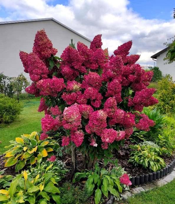 Hortensia "Bonfire" 3L pott