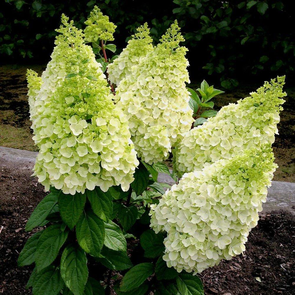 Hortensia "Diamantino" 3L pott