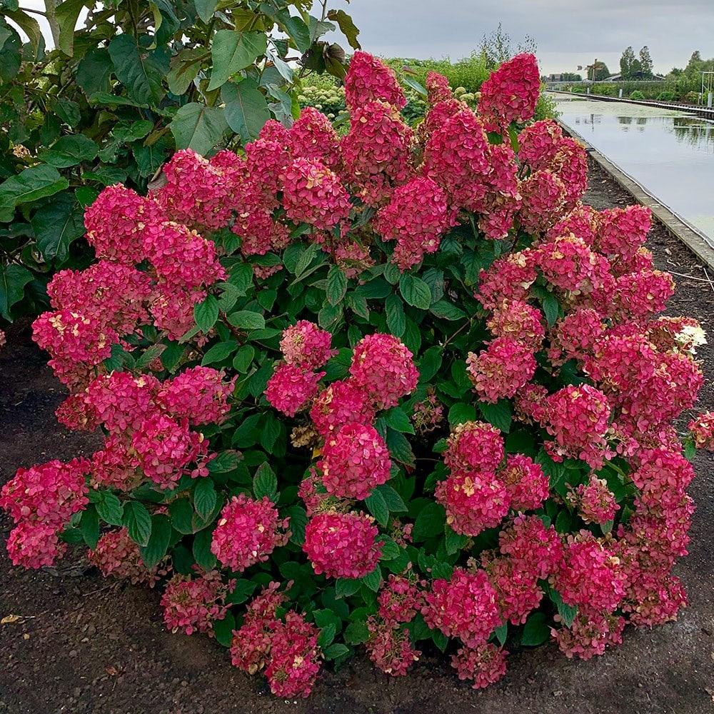 Hortensia "Fire Light" 20L pott