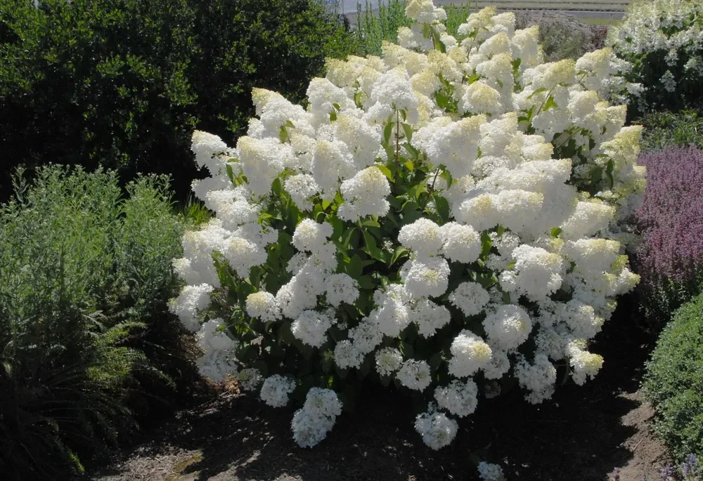 Hortensia "Silver Dollar" 5L pott