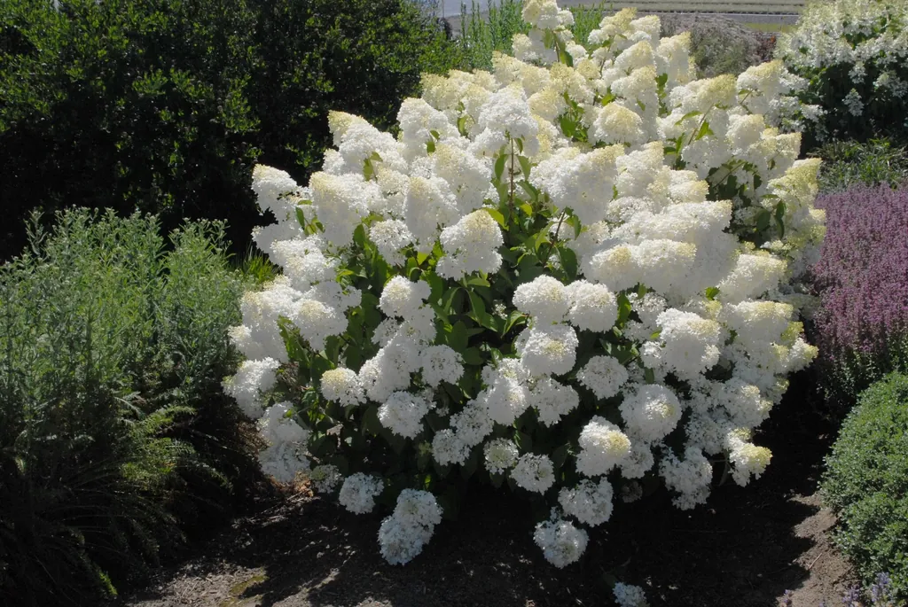 aedhortensia silver dollar tartu
