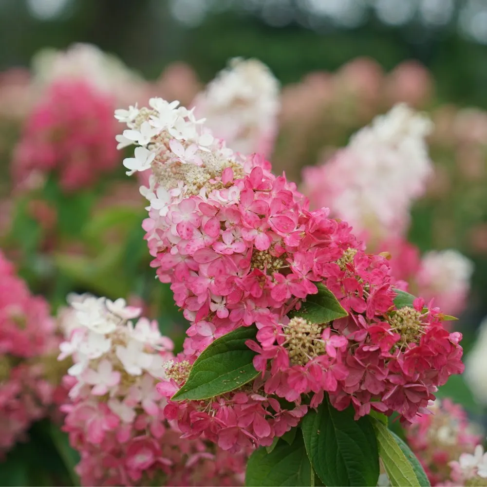 Hortensia "Pinky Winky" 5L pott