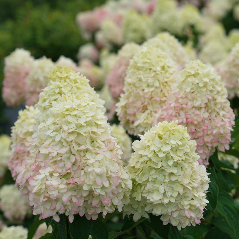 Hortensia "Limelight" 3L pott