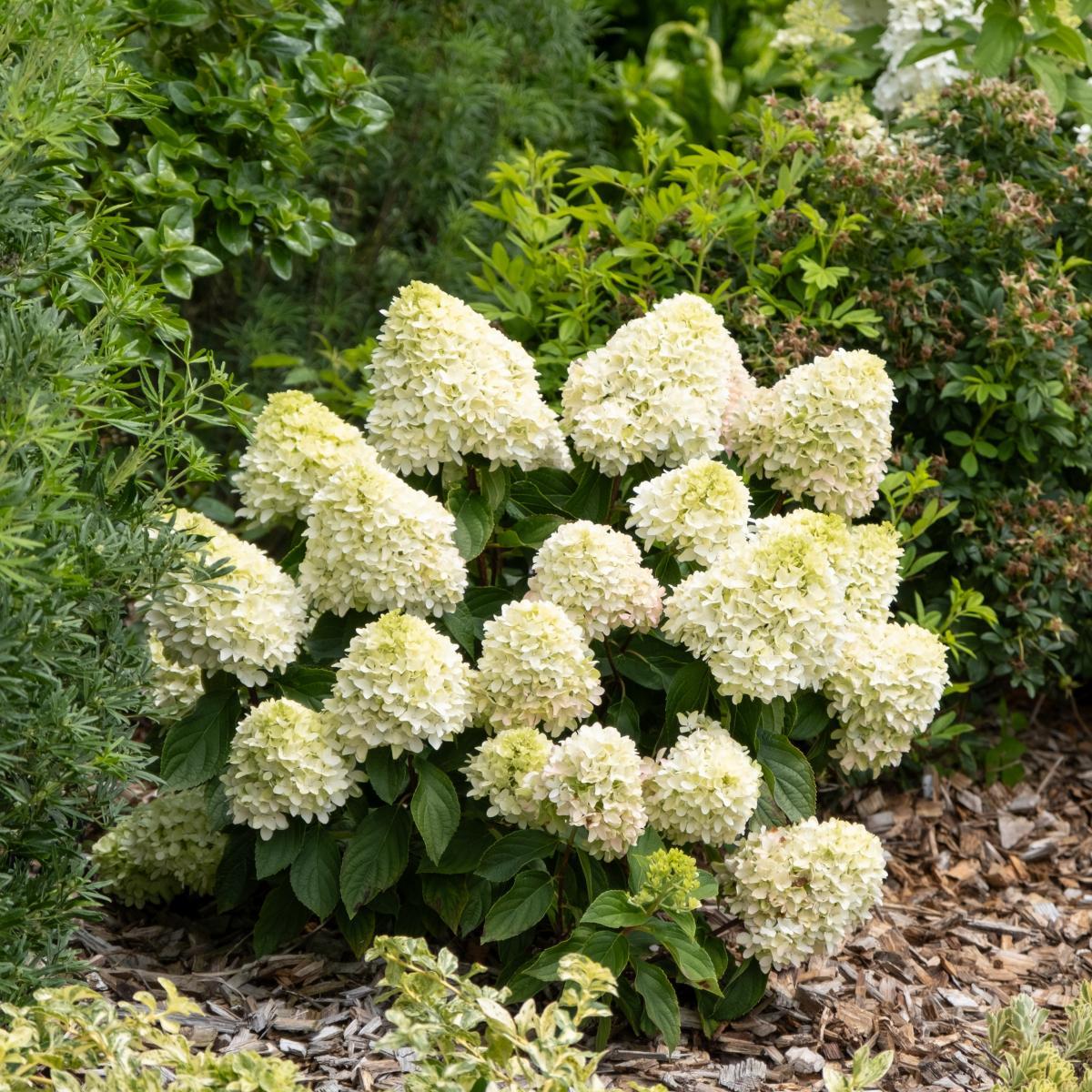 aedhortensia Little Fresco laimirohelised valged ja roosakad õied kompaktne hortensia aias