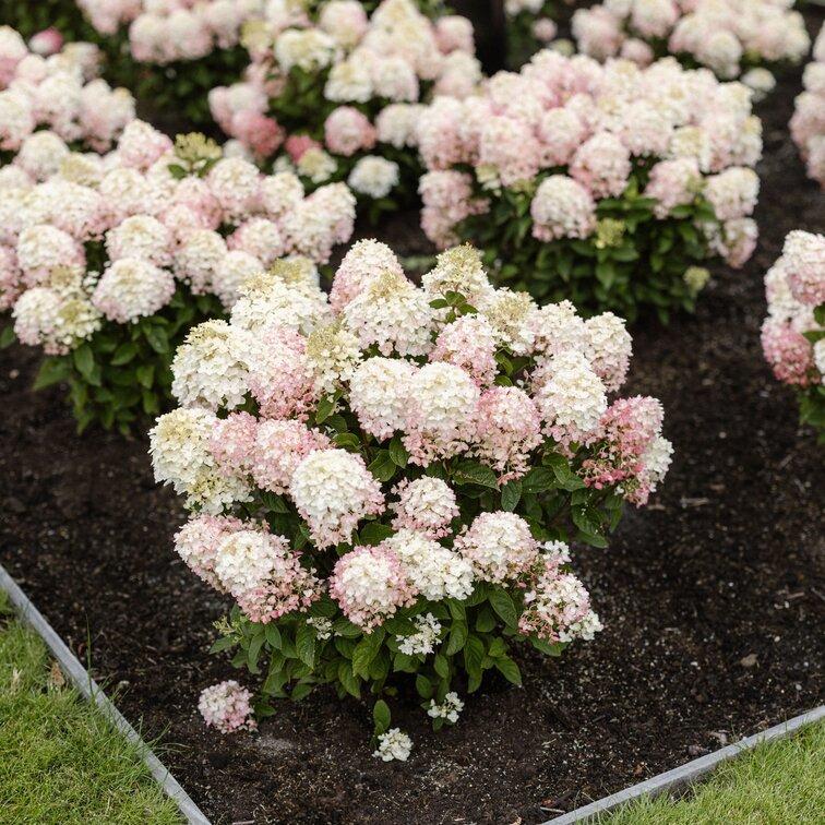 Hortensia "Little Rosy" 3L potis