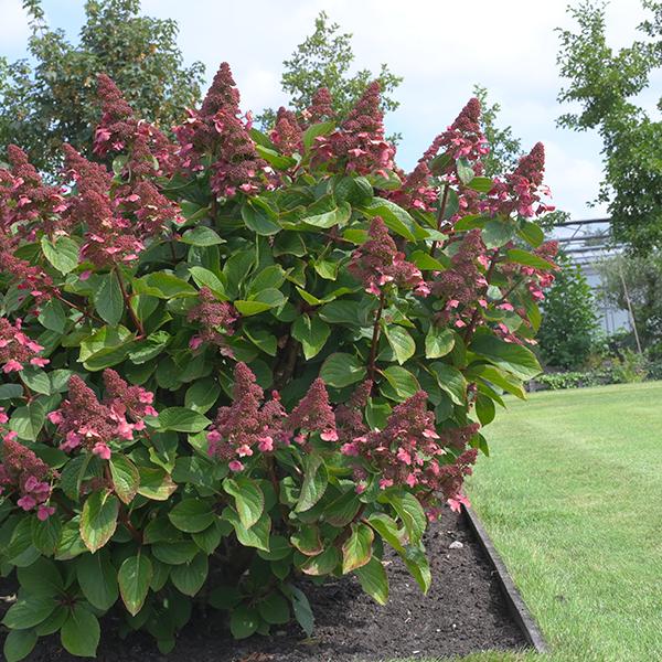 Hortensia "Living Infinity" 3L pott