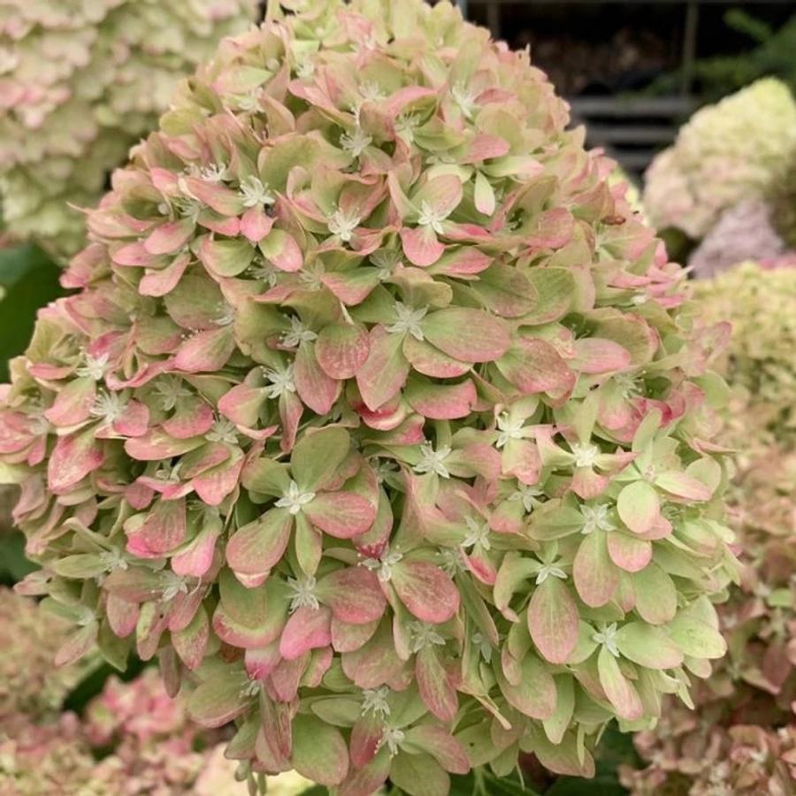 Hortensia "Pixio" 5L pott