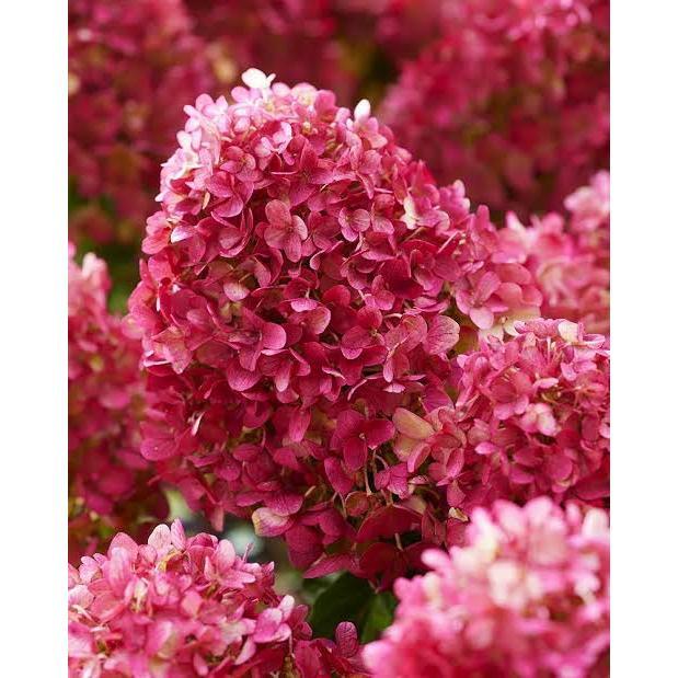 Hortensia "Petite Cherry" 5L pott