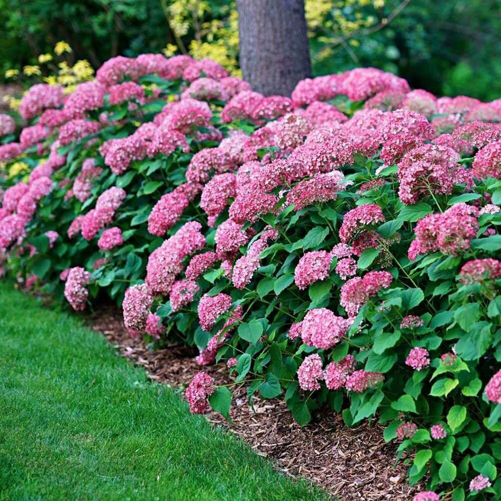 Hortensia "Pink Annabelle" 20L pott