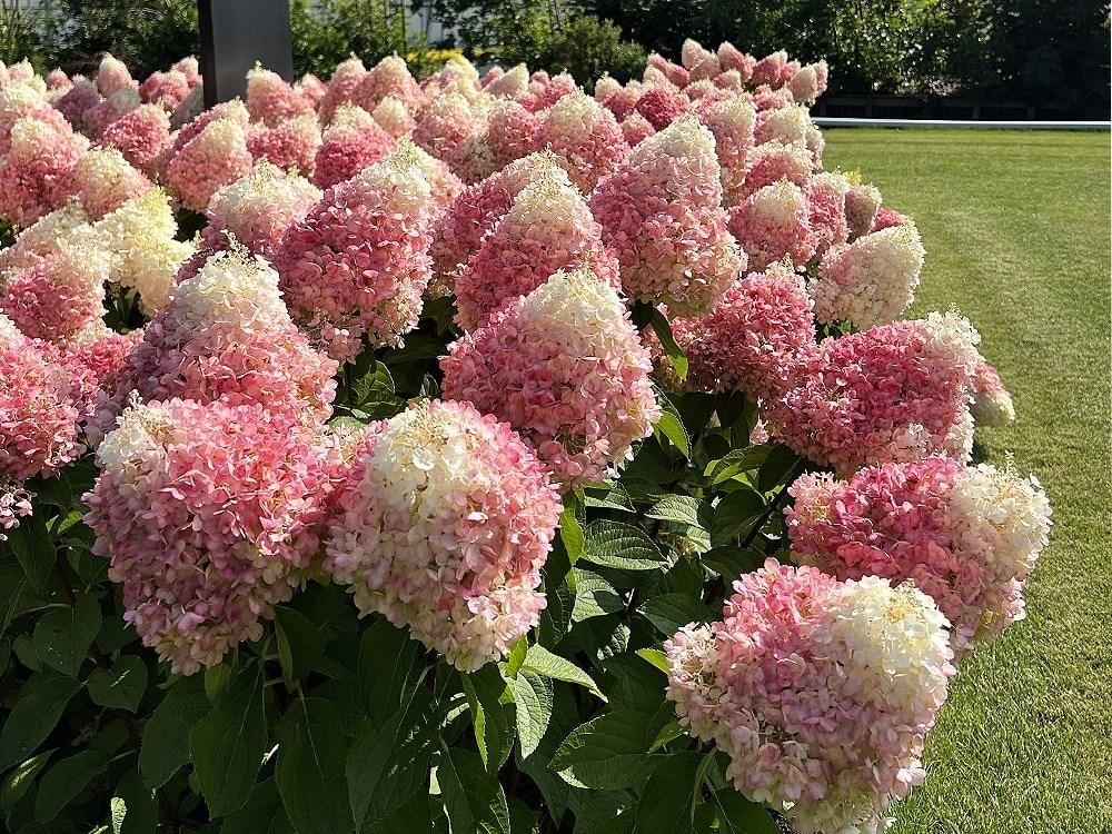 Hortensia "Living Pinky Promise" 3L pott