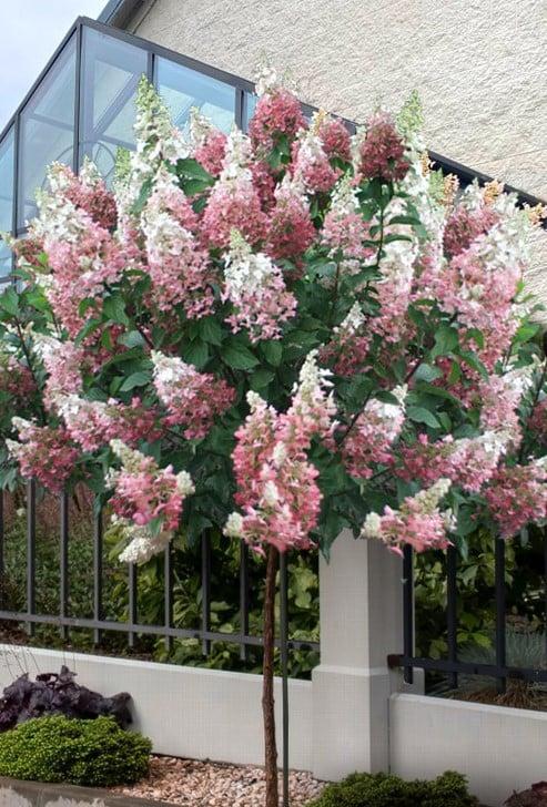 Tüvihortensia "Pinky Winky" 10L pott