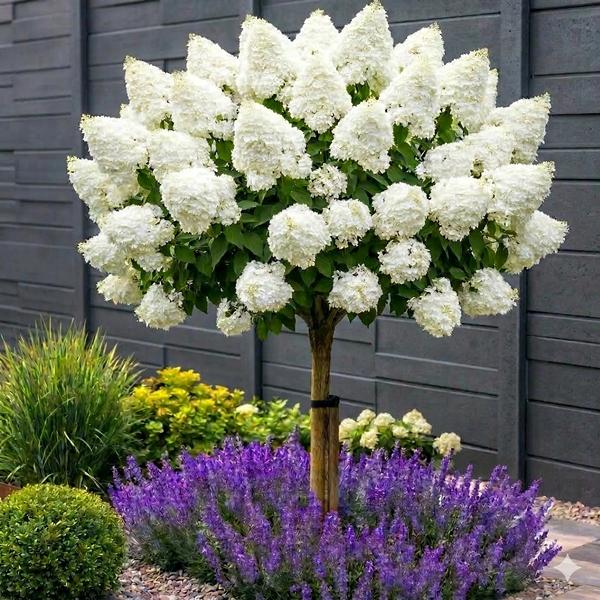 Tüvihortensia "Polar Bear" 10L pott