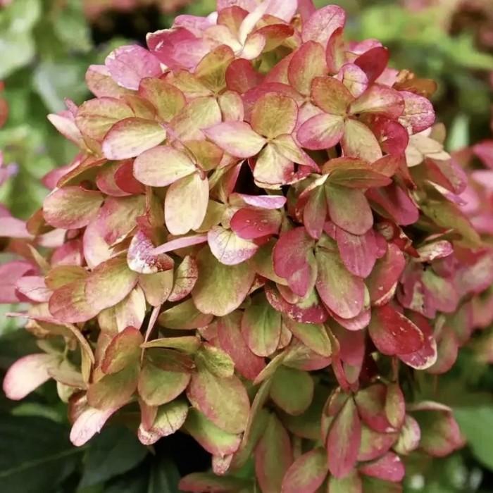 Hortensia "Graffiti" 5L pott