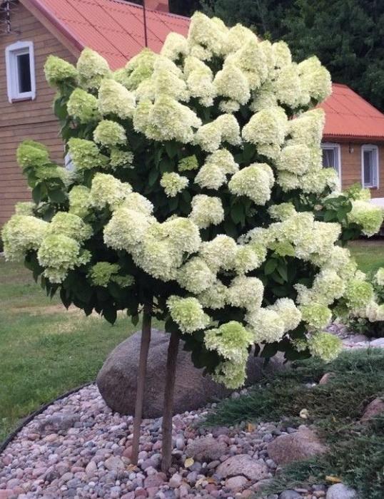Tüvihortensia "Silver Dollar" 7.5L pott, erinevad kõrgused