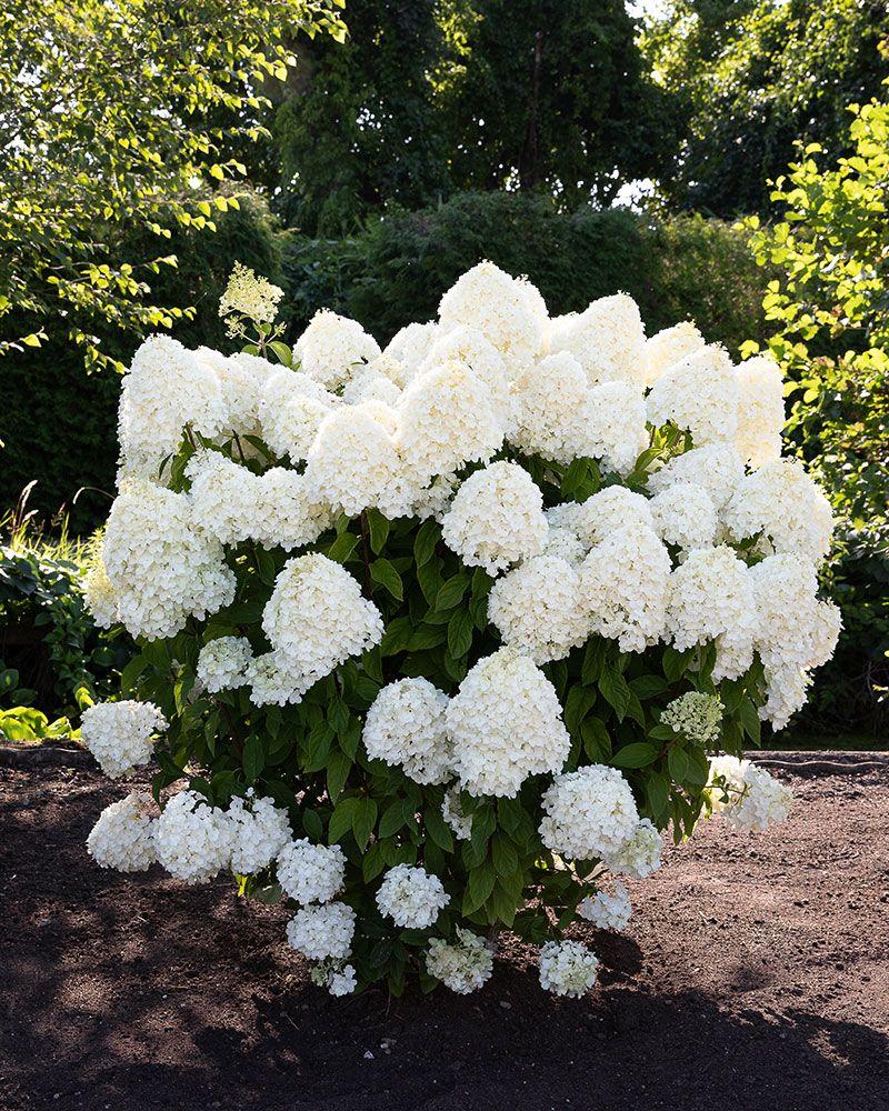 Hortensia "Living Summer Snow" 3L pott