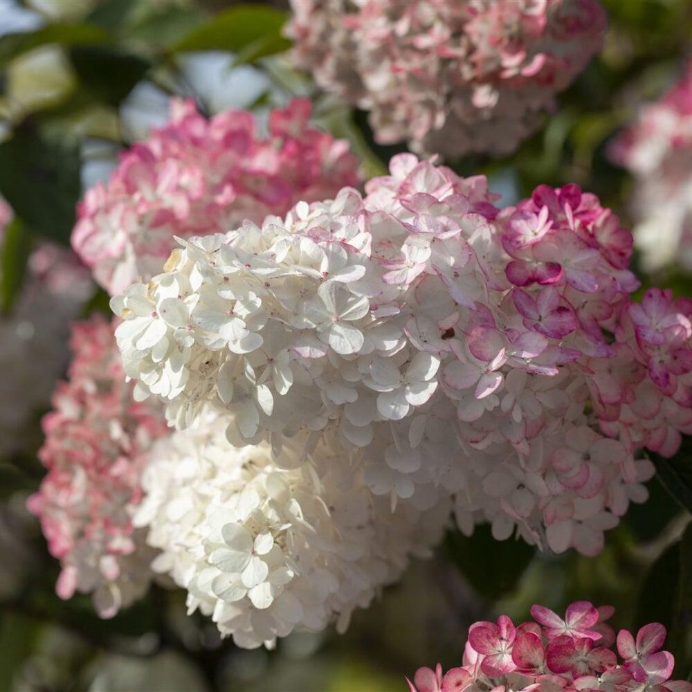 Hortensia "Sundae Fraise" 3L pott